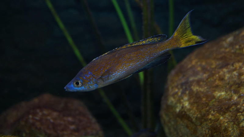 Cyprichromis microlepidotus 'Kiriza'